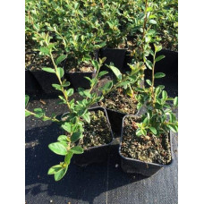 Кизильник гібридний / Даммера Корал Б`юті | Cotoneaster x suecicus / dammeri Coral Beauty | Кизильник гибридный / Даммера Корал Бьюти