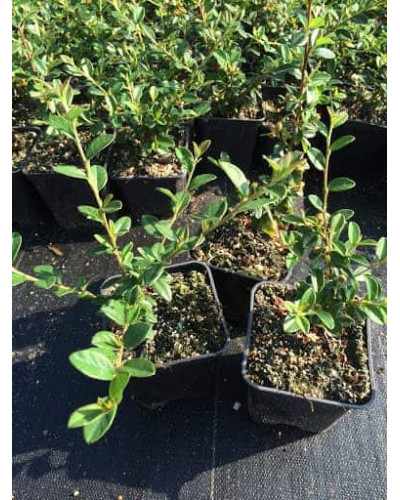 Кизильник гібридний / Даммера Корал Б`юті | Cotoneaster x suecicus / dammeri Coral Beauty | Кизильник гибридный / Даммера Корал Бьюти