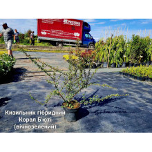 Кизильник гібридний / Даммера Корал Б`юті | Cotoneaster x suecicus / dammeri Coral Beauty | Кизильник гибридный / Даммера Корал Бьюти