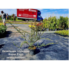 Кизильник гібридний / Даммера Корал Б`юті | Cotoneaster x suecicus / dammeri Coral Beauty | Кизильник гибридный / Даммера Корал Бьюти