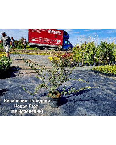Кизильник гібридний / Даммера Корал Б`юті | Cotoneaster x suecicus / dammeri Coral Beauty | Кизильник гибридный / Даммера Корал Бьюти