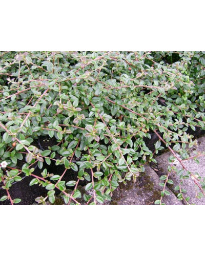 Кизильник гібридний / Даммера Корал Б`юті | Cotoneaster x suecicus / dammeri Coral Beauty | Кизильник гибридный / Даммера Корал Бьюти
