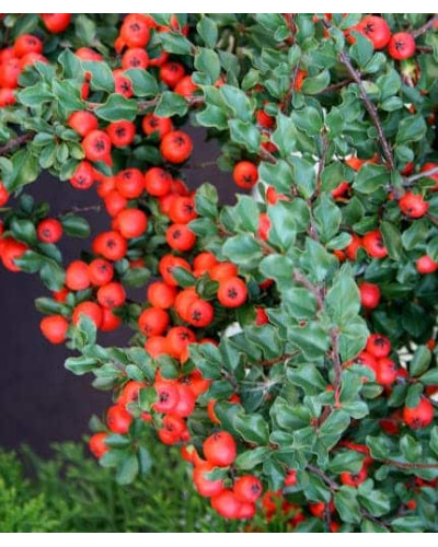 Кизильник гібридний / Даммера Корал Б`юті | Cotoneaster x suecicus / dammeri Coral Beauty | Кизильник гибридный / Даммера Корал Бьюти