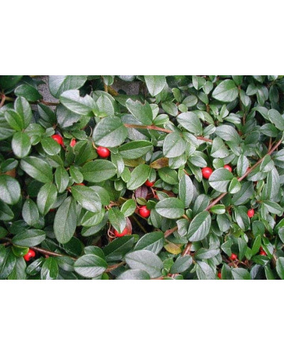 Кизильник гібридний / Даммера Корал Б`юті | Cotoneaster x suecicus / dammeri Coral Beauty | Кизильник гибридный / Даммера Корал Бьюти