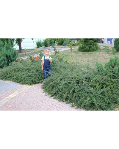 Кизильник гібридний / Даммера Корал Б`юті | Cotoneaster x suecicus / dammeri Coral Beauty | Кизильник гибридный / Даммера Корал Бьюти
