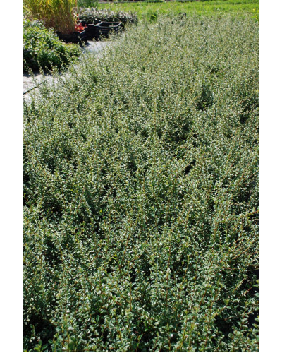 Кизильник гібридний / Даммера Корал Б`юті | Cotoneaster x suecicus / dammeri Coral Beauty | Кизильник гибридный / Даммера Корал Бьюти