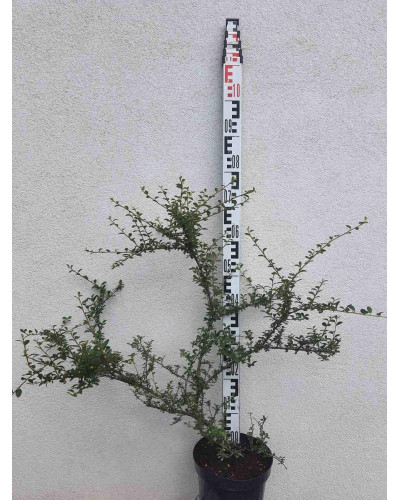 Кизильник гібридний / Даммера Корал Б`юті | Cotoneaster x suecicus / dammeri Coral Beauty | Кизильник гибридный / Даммера Корал Бьюти