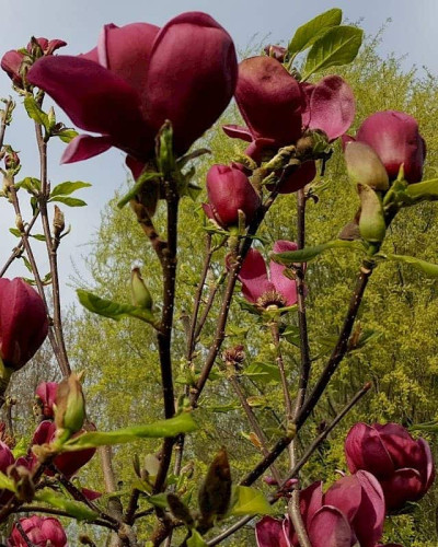 Магнолія Суланжа Джені | Magnolia Soulangiana Genie | Магнолия Суланжа Джени