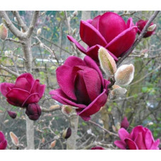 Магнолія Суланжа Джені | Magnolia Soulangiana Genie | Магнолия Суланжа Джени