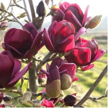 Магнолія Суланжа Джені | Magnolia Soulangiana Genie | Магнолия Суланжа Джени