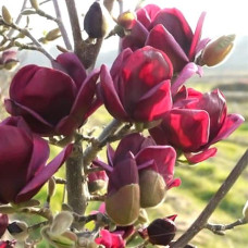 Магнолія Суланжа Джені | Magnolia Soulangiana Genie | Магнолия Суланжа Джени