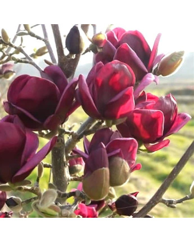 Магнолія Суланжа Джені | Magnolia Soulangiana Genie | Магнолия Суланжа Джени