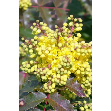 Магонія падуболиста Аполло |  Mahonia aquifolium Apollo | Магония падуболистная Аполло