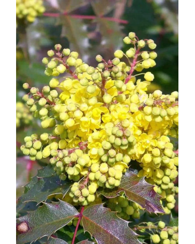 Магонія падуболиста Аполло | Mahonia aquifolium Apollo | Магония падуболистная Аполло