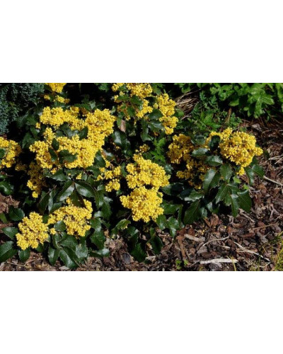 Магонія падуболиста Аполло | Mahonia aquifolium Apollo | Магония падуболистная Аполло