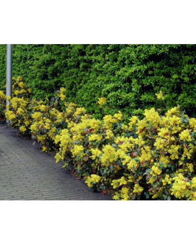 Магонія падуболиста Аполло | Mahonia aquifolium Apollo | Магония падуболистная Аполло
