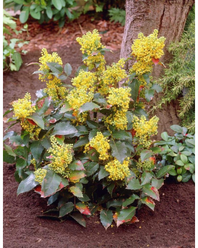Магонія падуболиста Аполло | Mahonia aquifolium Apollo | Магония падуболистная Аполло