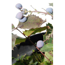 Магонія падуболиста Аполло |  Mahonia aquifolium Apollo | Магония падуболистная Аполло