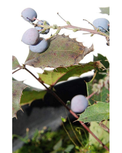 Магонія падуболиста Аполло | Mahonia aquifolium Apollo | Магония падуболистная Аполло