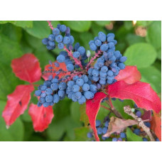 Магонія падуболиста Аполло |  Mahonia aquifolium Apollo | Магония падуболистная Аполло