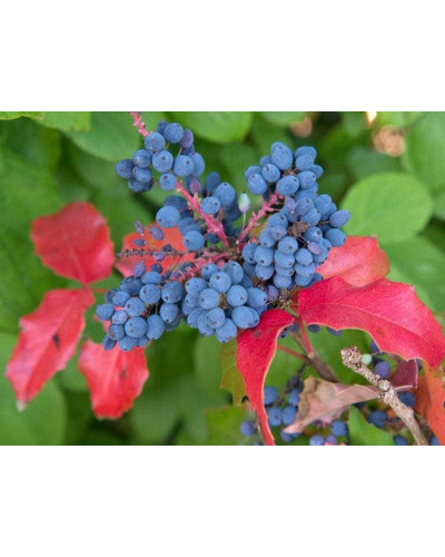 Магонія падуболиста Аполло | Mahonia aquifolium Apollo | Магония падуболистная Аполло