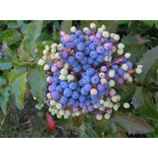 Магонія падуболиста Аполло |  Mahonia aquifolium Apollo | Магония падуболистная Аполло