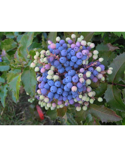 Магонія падуболиста Аполло | Mahonia aquifolium Apollo | Магония падуболистная Аполло