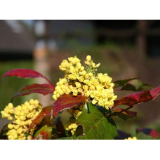 Магонія падуболиста Аполло |  Mahonia aquifolium Apollo | Магония падуболистная Аполло