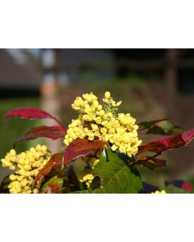 Магонія падуболиста Аполло | Mahonia aquifolium Apollo | Магония падуболистная Аполло