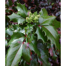 Магонія падуболиста Аполло |  Mahonia aquifolium Apollo | Магония падуболистная Аполло