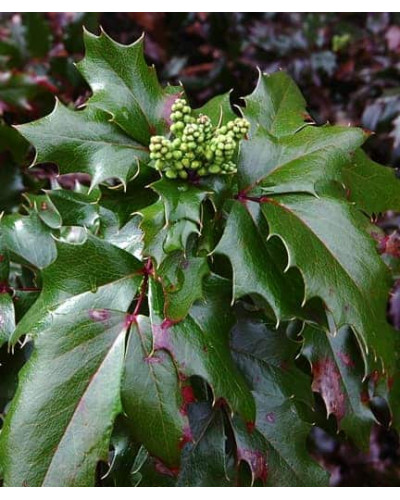 Магонія падуболиста Аполло | Mahonia aquifolium Apollo | Магония падуболистная Аполло