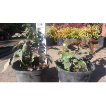 Магонія падуболиста Аполло |  Mahonia aquifolium Apollo | Магония падуболистная Аполло