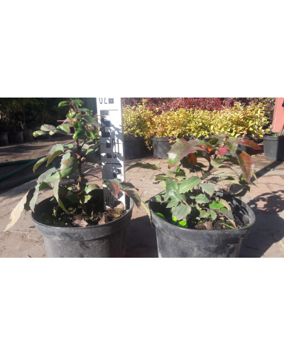 Магонія падуболиста Аполло | Mahonia aquifolium Apollo | Магония падуболистная Аполло