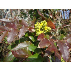 Магонія падуболиста Аполло |  Mahonia aquifolium Apollo | Магония падуболистная Аполло