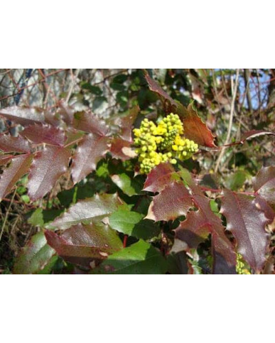 Магонія падуболиста Аполло | Mahonia aquifolium Apollo | Магония падуболистная Аполло