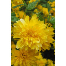 Керія японська Пленіфлора | Kerria japonica Pleniflora | Керрия японская Пленифлора