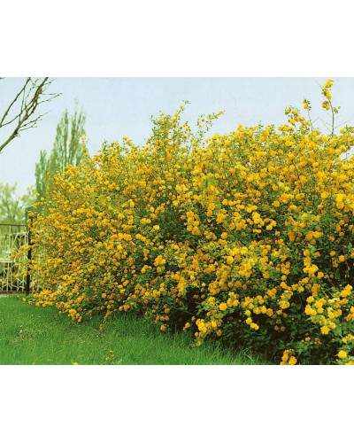 Керія японська Пленіфлора | Kerria japonica Pleniflora | Керрия японская Пленифлора