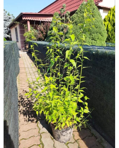 Керія японська Пленіфлора | Kerria japonica Pleniflora | Керрия японская Пленифлора
