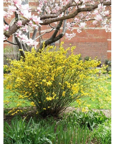 Керія японська Пленіфлора | Kerria japonica Pleniflora | Керрия японская Пленифлора
