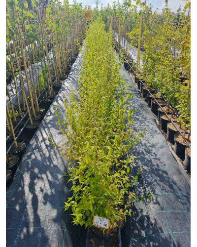 Керія японська Пленіфлора | Kerria japonica Pleniflora | Керрия японская Пленифлора
