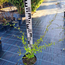 Керія японська Пленіфлора | Kerria japonica Pleniflora | Керрия японская Пленифлора