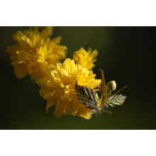 Керія японська Пленіфлора | Kerria japonica Pleniflora | Керрия японская Пленифлора