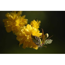Керія японська Пленіфлора | Kerria japonica Pleniflora | Керрия японская Пленифлора