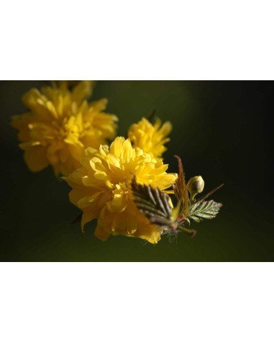 Керія японська Пленіфлора | Kerria japonica Pleniflora | Керрия японская Пленифлора