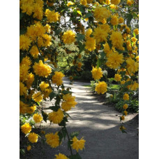 Керія японська Пленіфлора | Kerria japonica Pleniflora | Керрия японская Пленифлора
