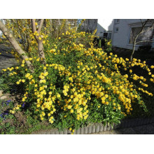 Керія японська Пленіфлора | Kerria japonica Pleniflora | Керрия японская Пленифлора