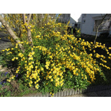Керія японська Пленіфлора | Kerria japonica Pleniflora | Керрия японская Пленифлора