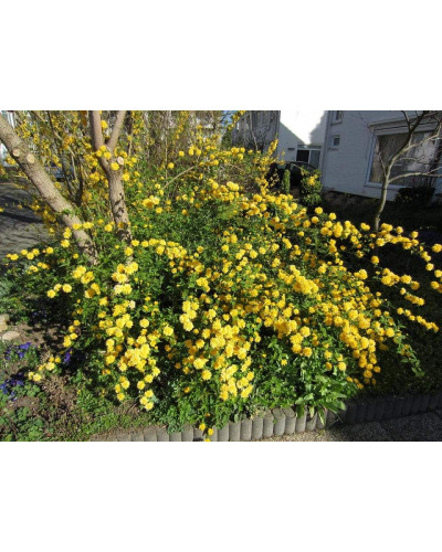 Керія японська Пленіфлора | Kerria japonica Pleniflora | Керрия японская Пленифлора