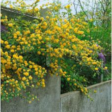 Керія японська Пленіфлора | Kerria japonica Pleniflora | Керрия японская Пленифлора