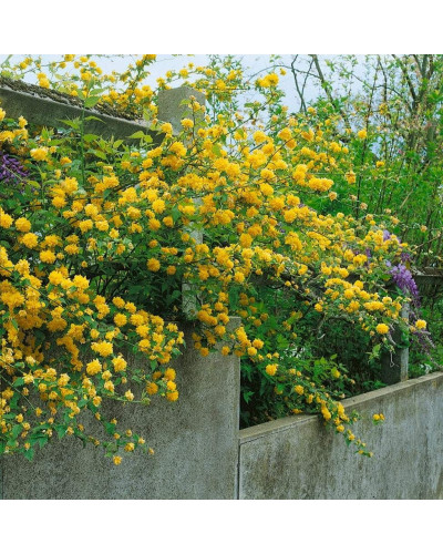 Керія японська Пленіфлора | Kerria japonica Pleniflora | Керрия японская Пленифлора
